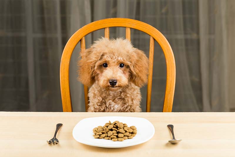 diabetic dog eating at table