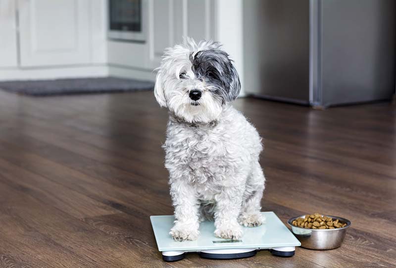 How To Get A Diabetic Dog To Gain Weight