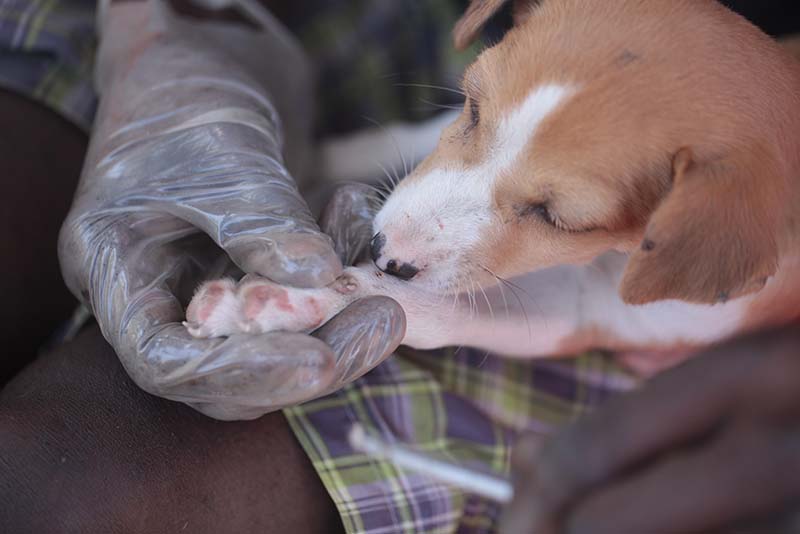 what-do-i-do-if-my-dog-ate-maggots