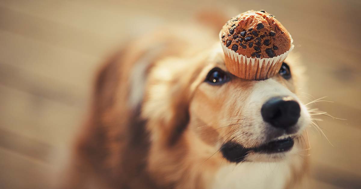 dog with chocolate cupcake