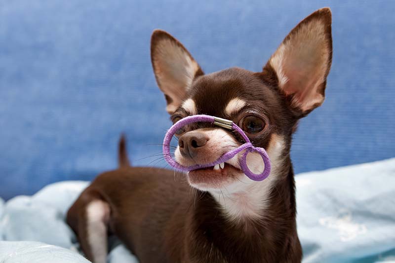 dog eats hair elastic