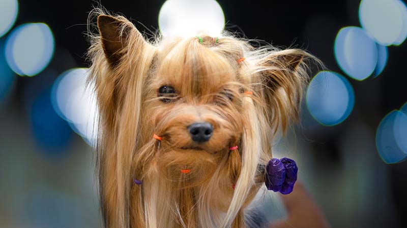 dog eats rubber