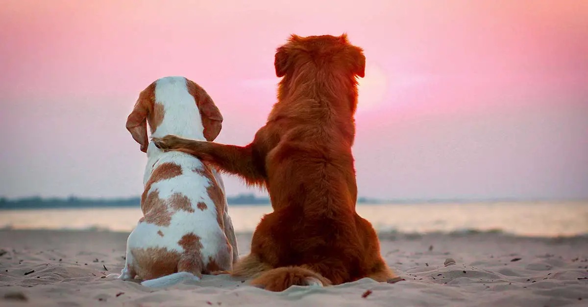 dogs watching sunset