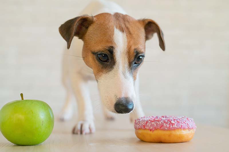 dog healthy food choices