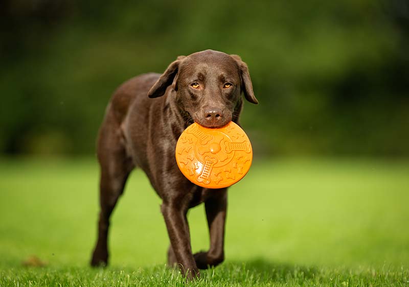 5 Best Dog Breeds That Catch Frisbees