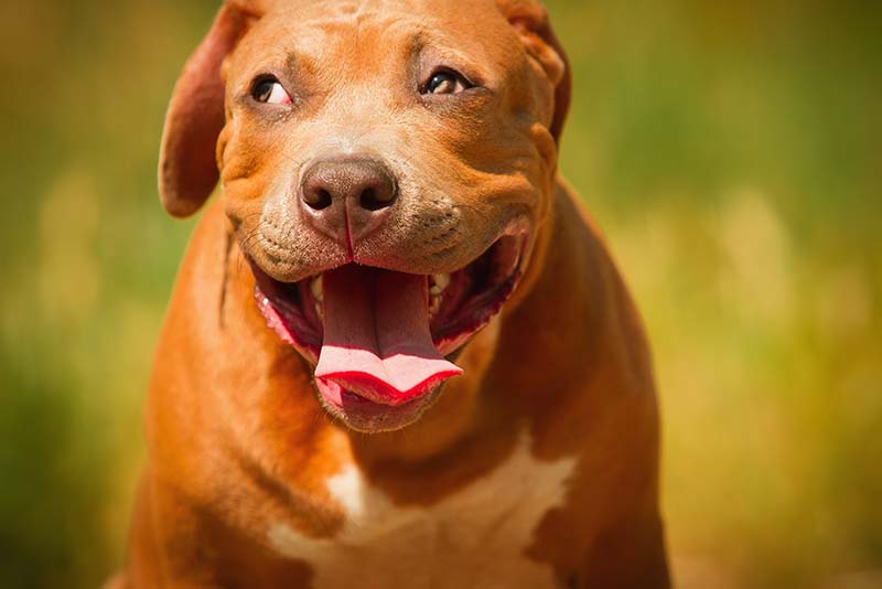 Why Do Pitbulls Smile?