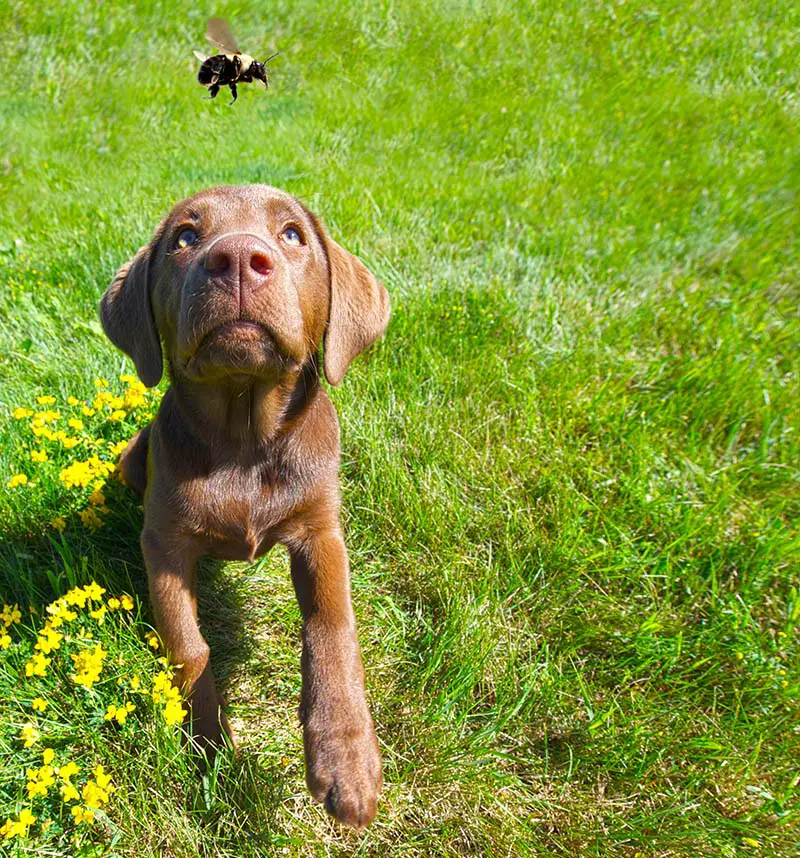 Why Do Dogs Want To Eat Bees?