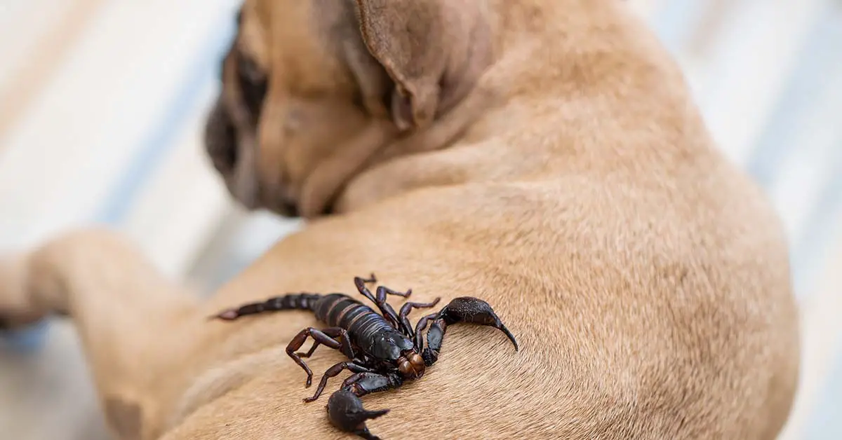 scorpion on dog