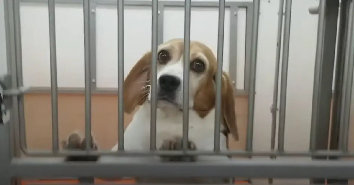 beagle rescued by peta