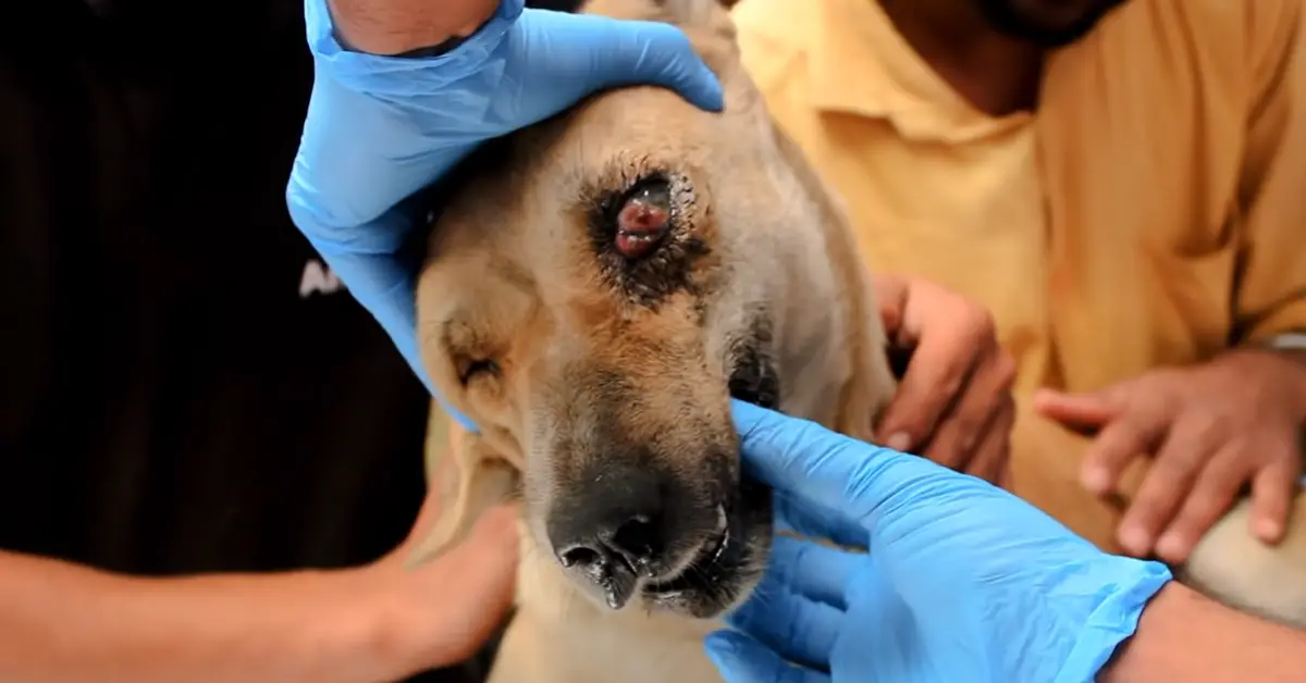 dog get eye surgery