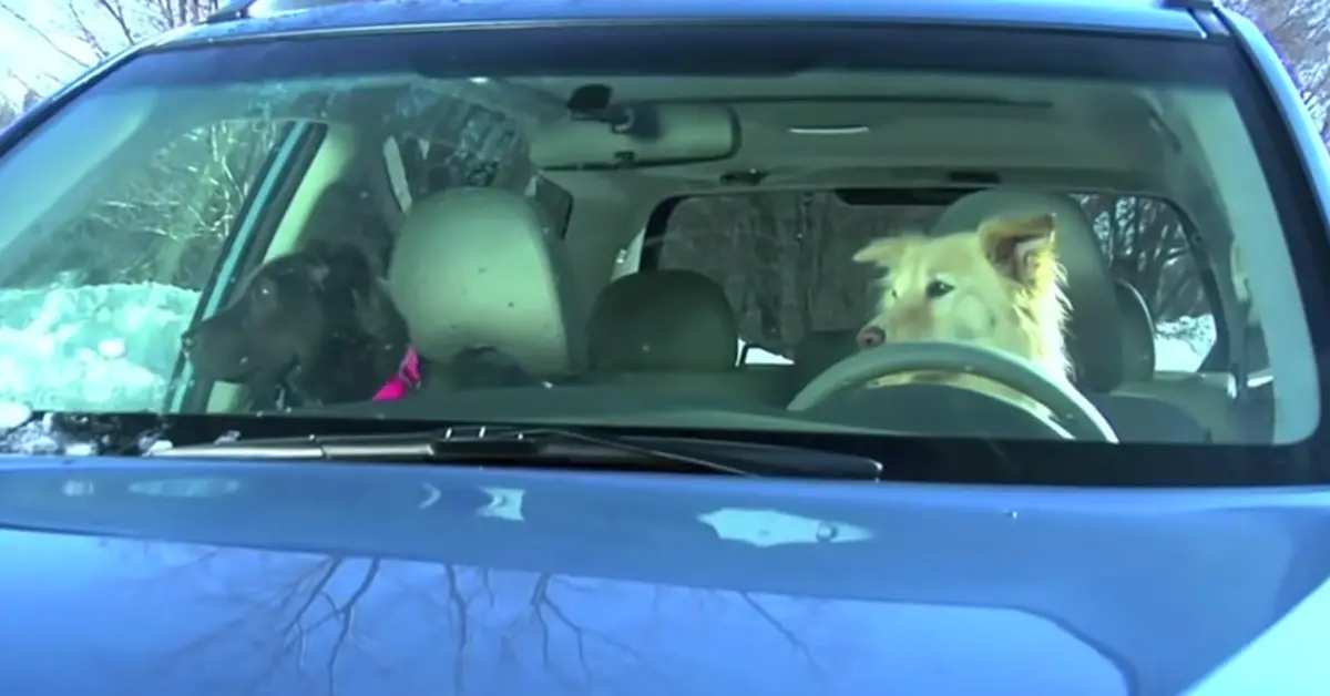 dog drives subaru