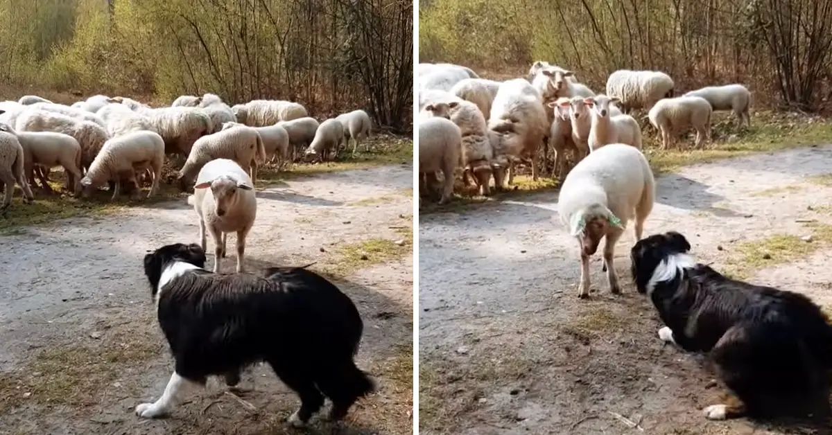 stubborn lamb challenges sheep dog