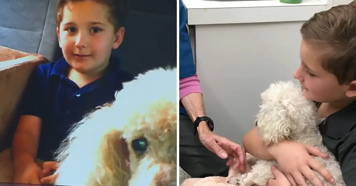 adopted boy adopts senior dogs