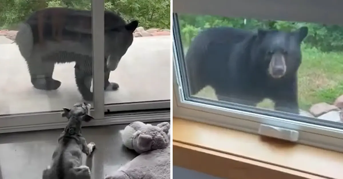 schnauzer tries to scare off black bear