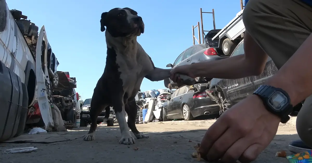 pitbull rescued by hope for paws