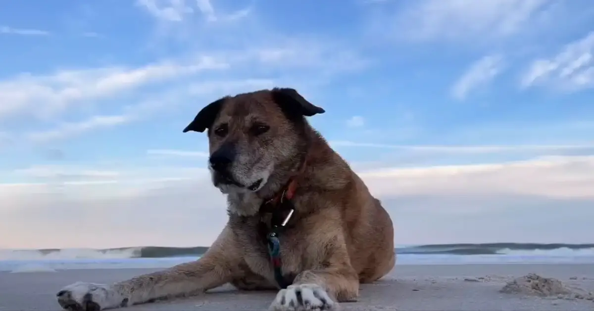 sad shelter dog gets adopted