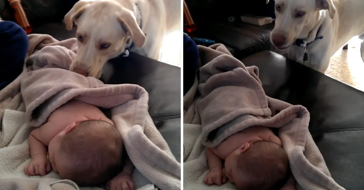 dog tucks baby in