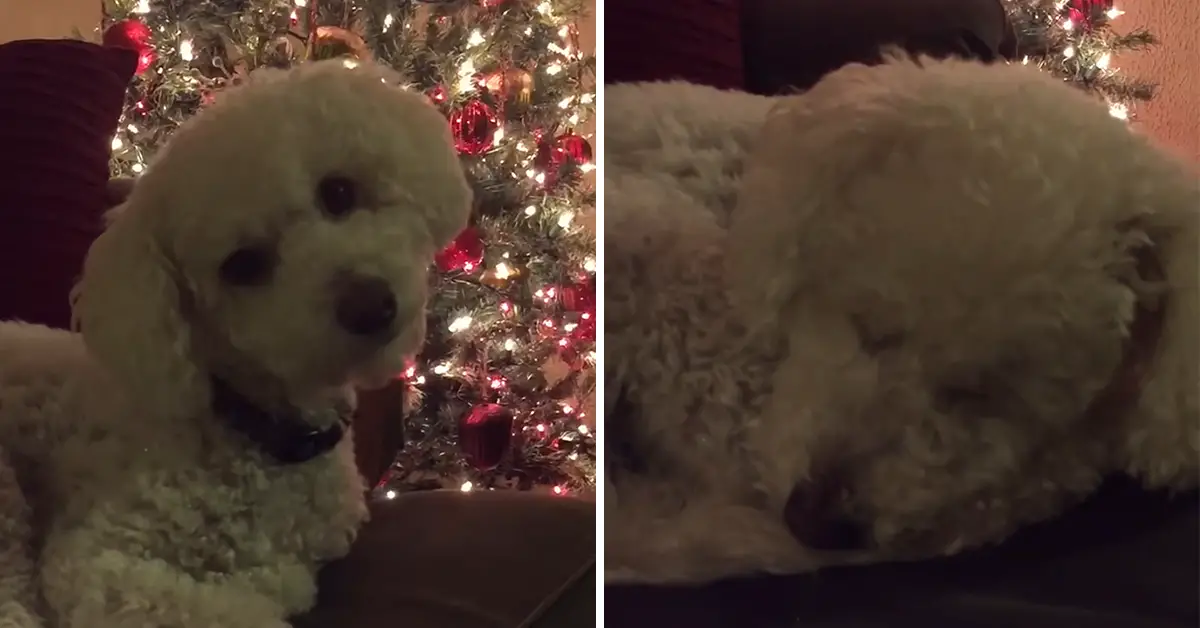 dog gets sung to sleep