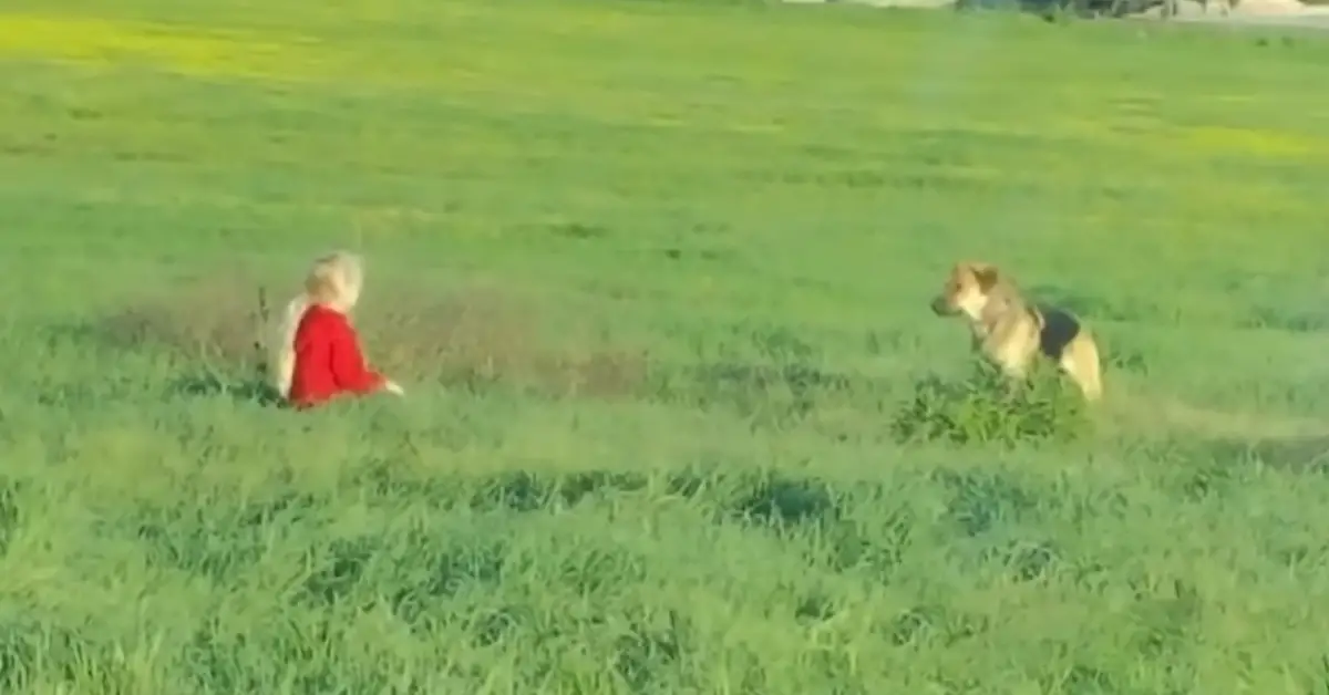 a-6-year-old-dog-whisperer-rescues-a-pooch-in-hollister